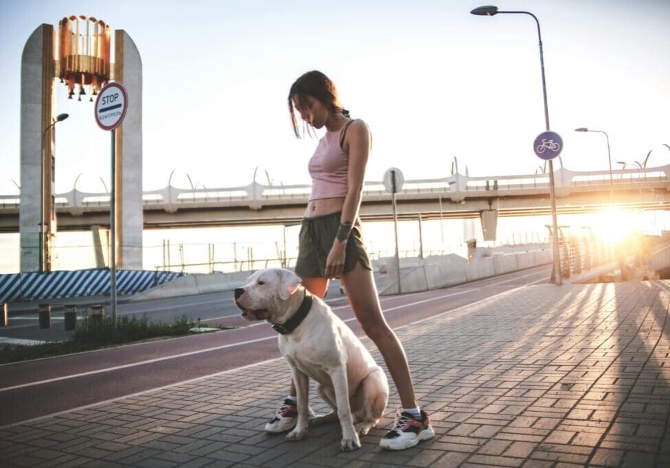 Learn about the best sites to find dog walking gigs.